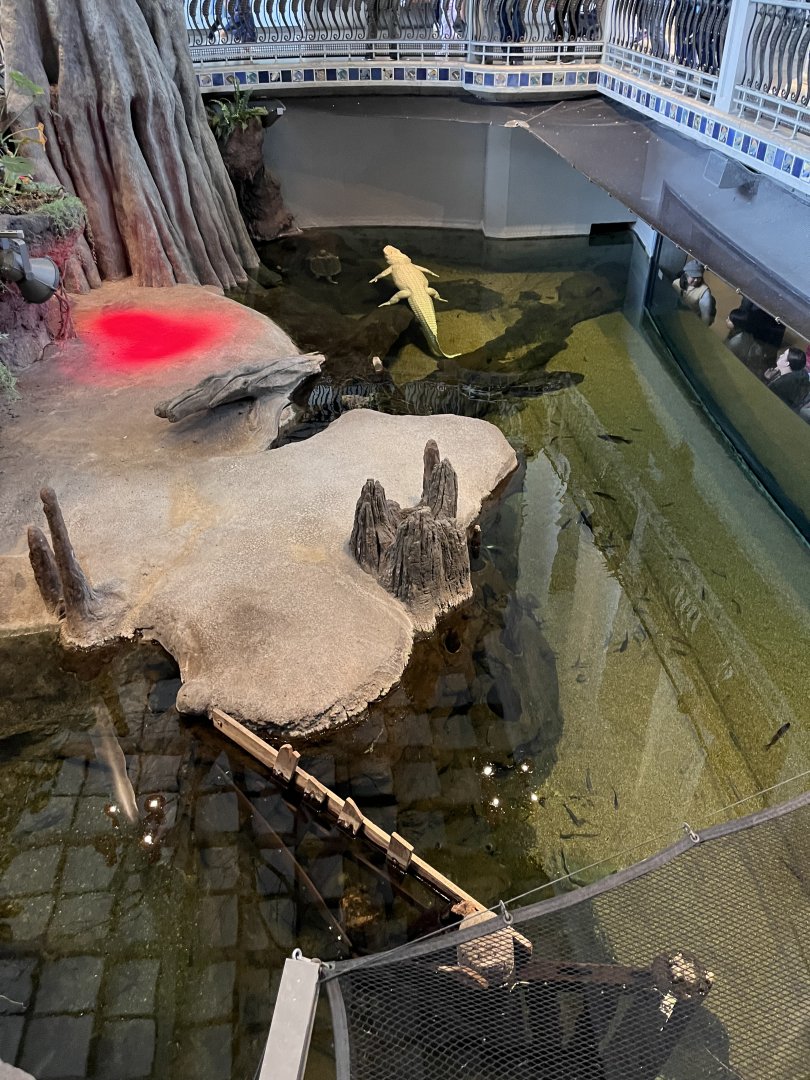 California Academy of Sciences white alligator exhibit