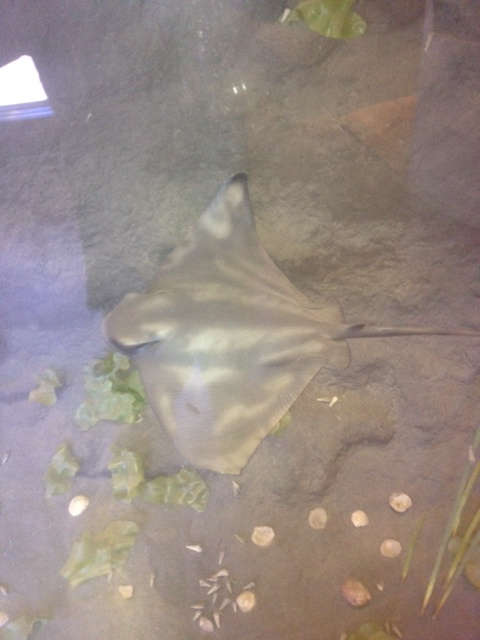 California bat ray
