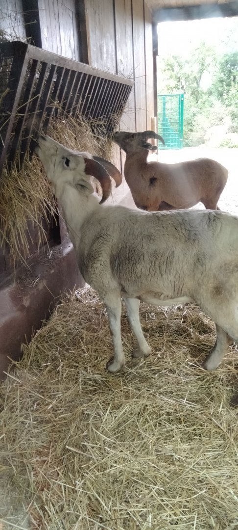 California bighorn and Dall's sheep