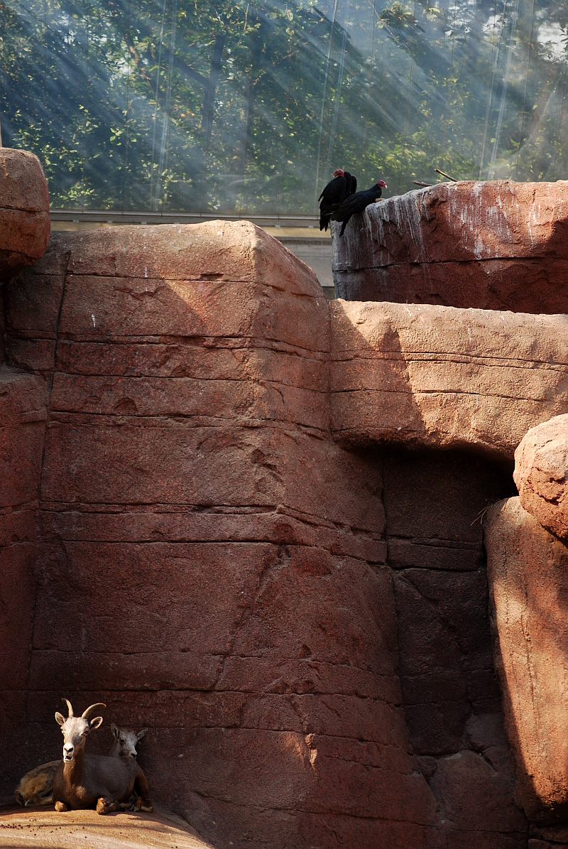 California bighorn and turkey vulture