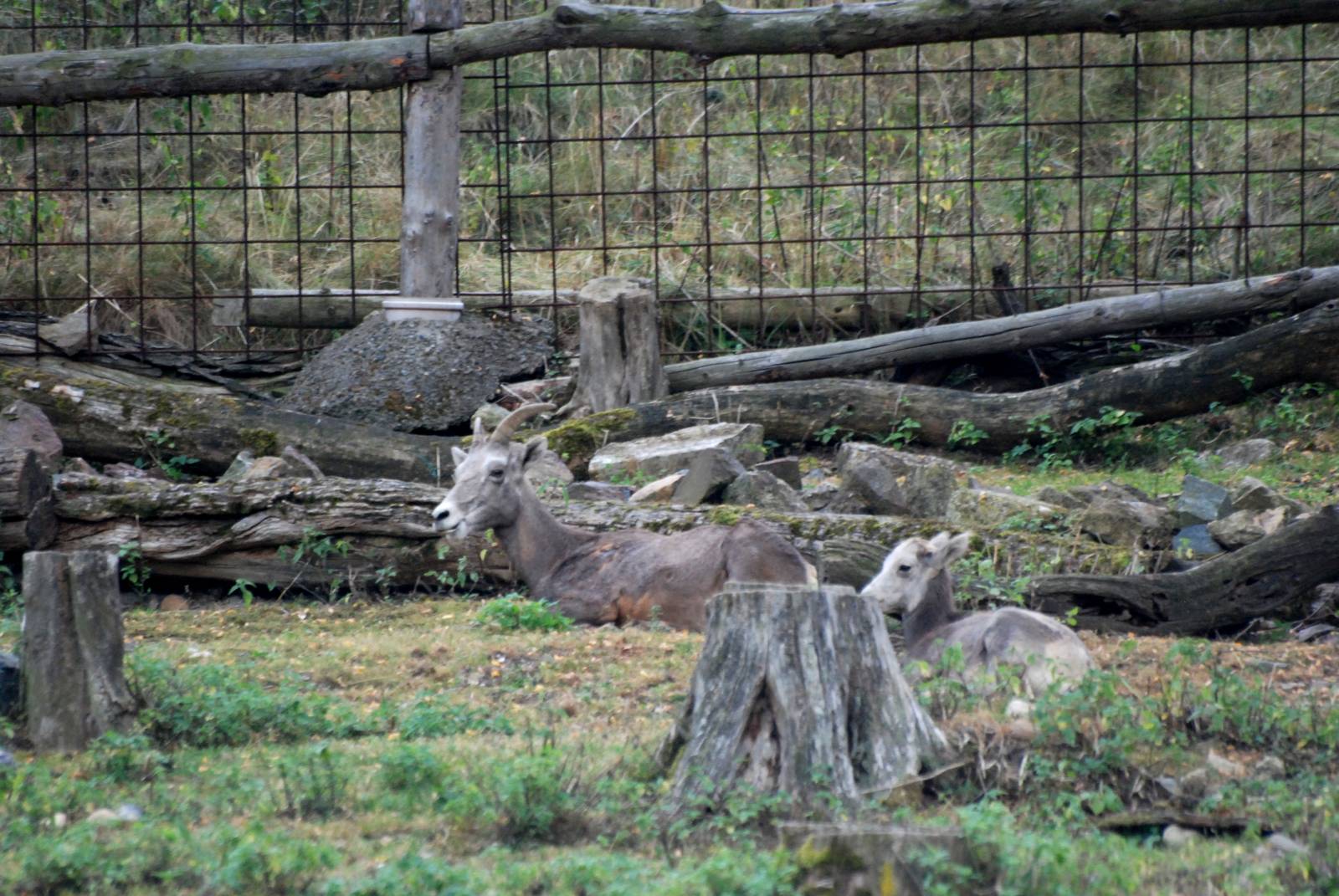 California Bighorn Sheep at Prague, 25/08/12