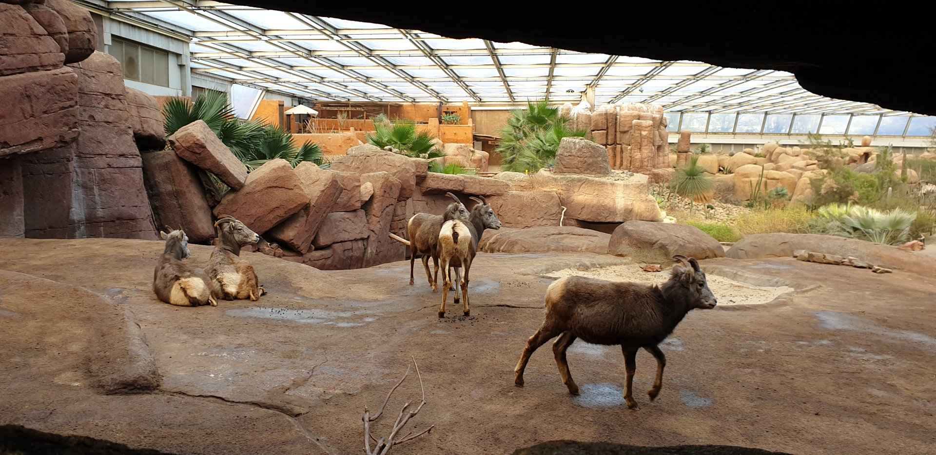 California bighorn sheep, Desert