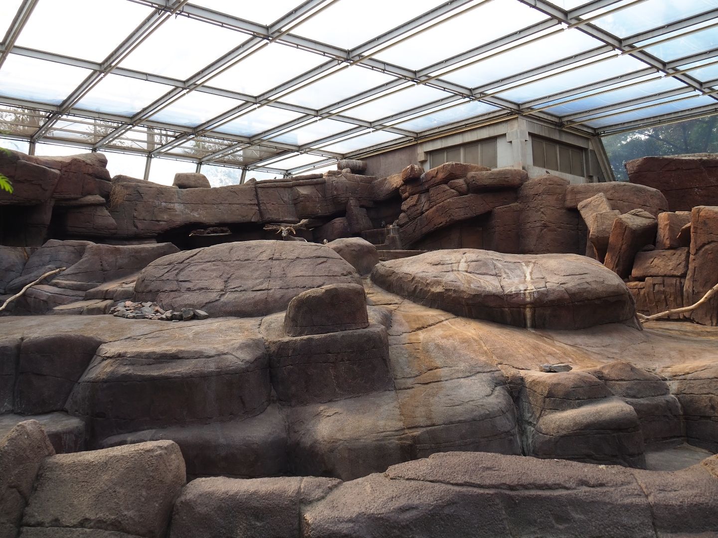 California bighorn sheep exhibit (Sep 16th, 2018)