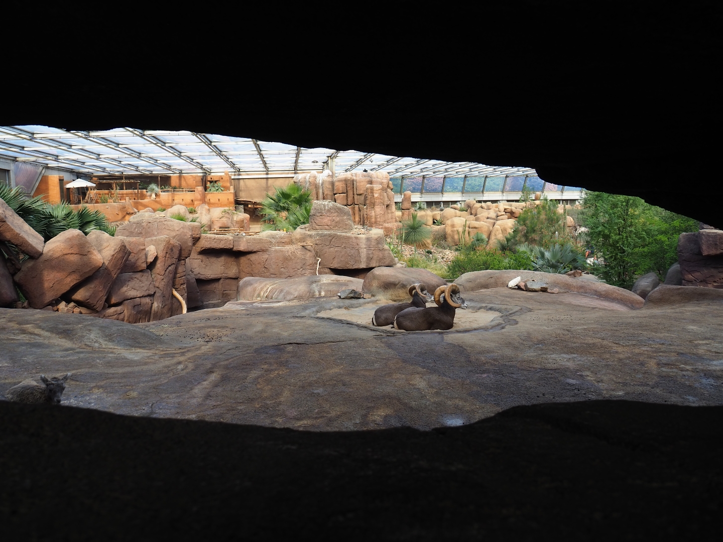 California bighorn sheep exhibit (Sep 16th, 2018)