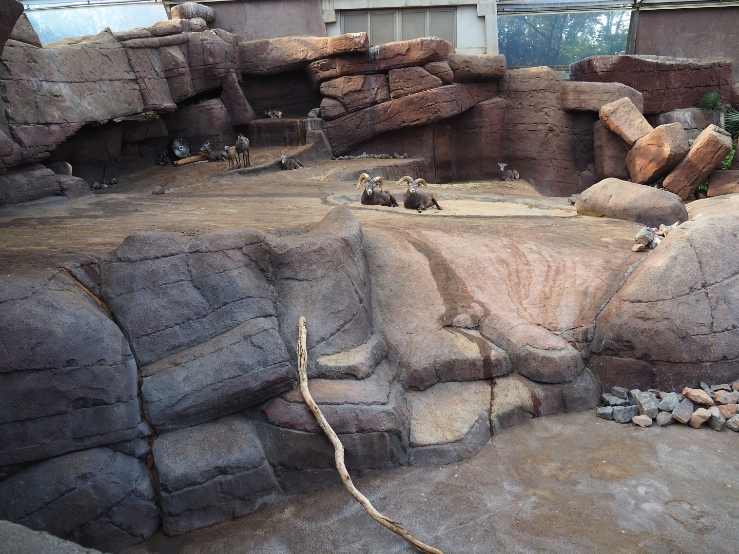 California bighorn sheep exhibit (Sep 16th, 2018)
