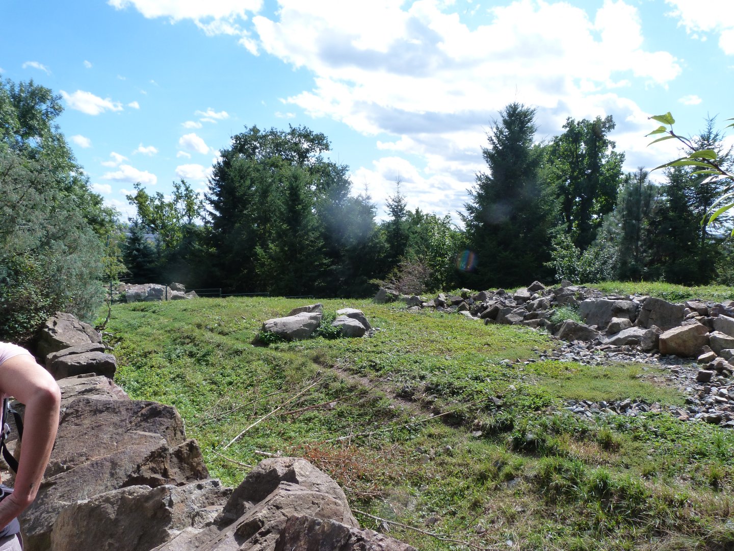 California bighorn sheep exhibit -Zoo Plzeň (2025)