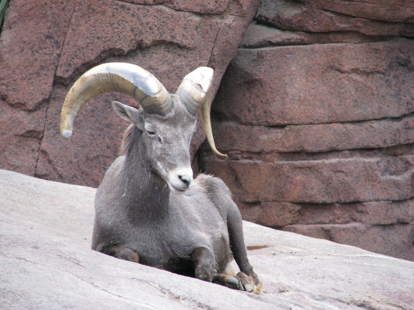 California bighorn sheep - July 2012
