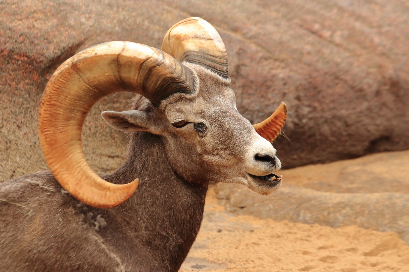 California bighorn sheep (July 2020)