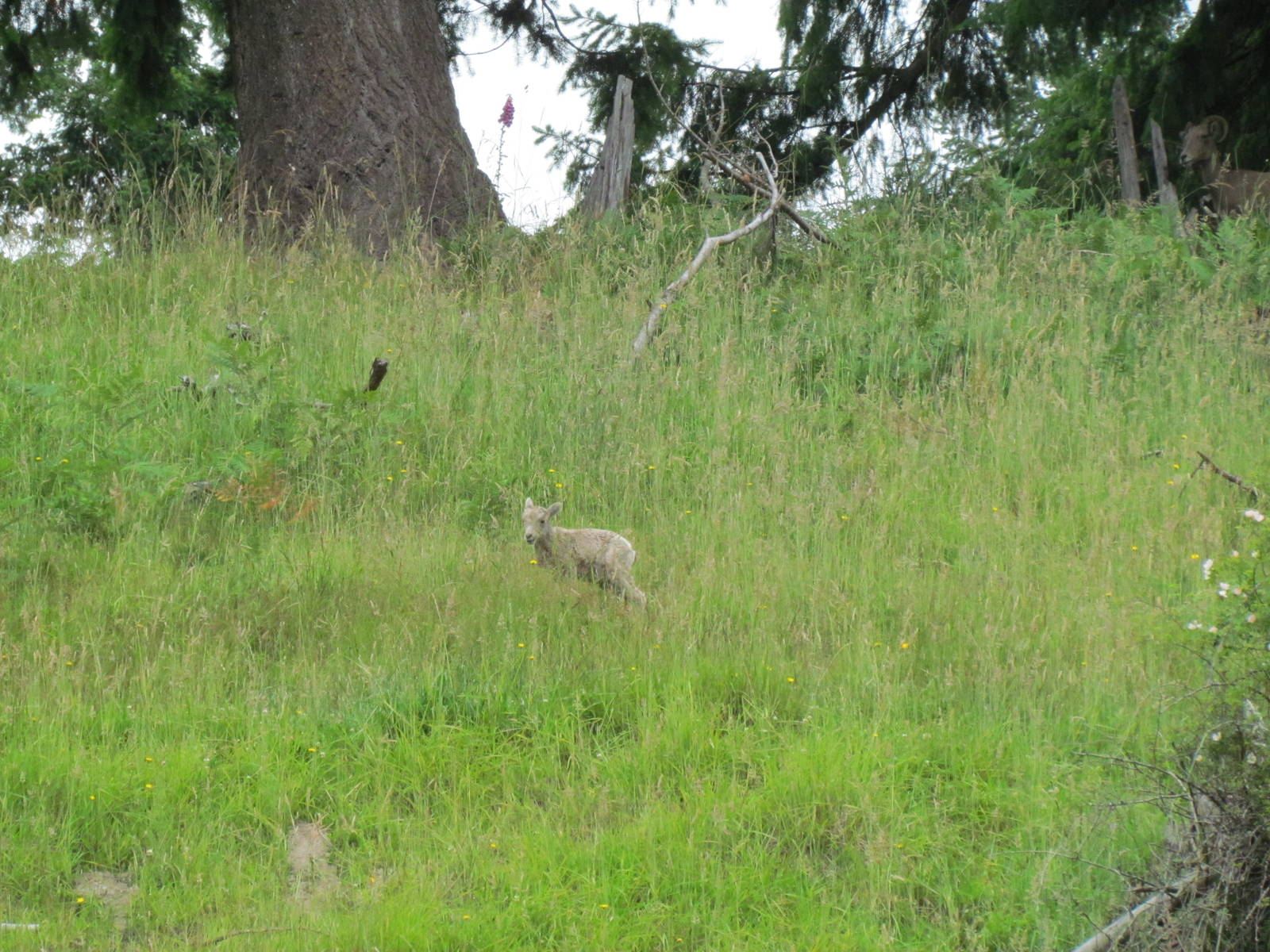 California Bighorn Sheep Lamb