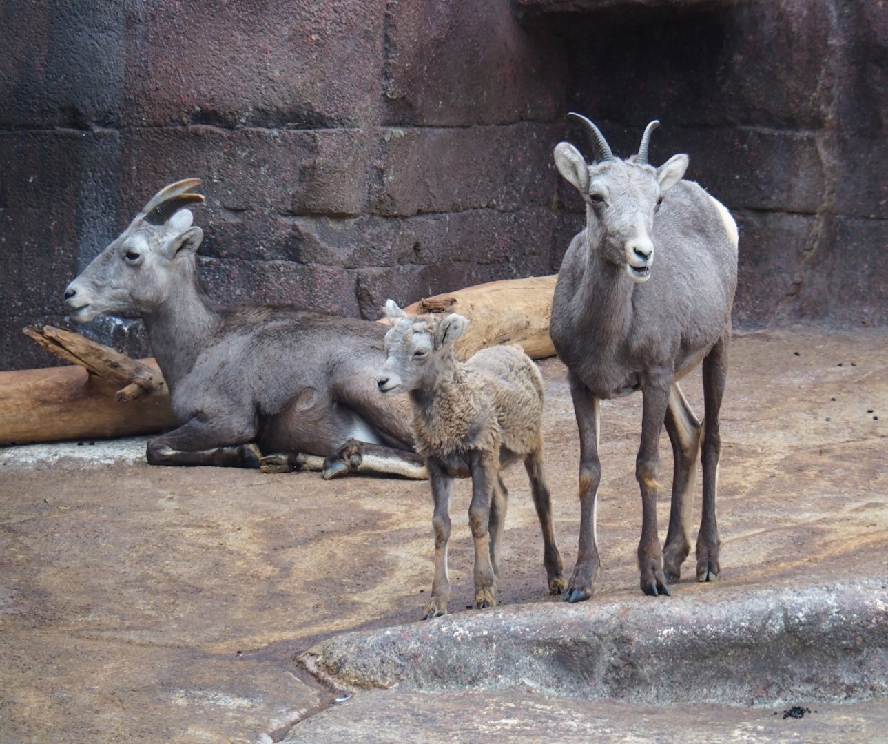 California bighorn sheep (Ovis canadensis californiana) ewes and lamb (Sep 16th, 2018)