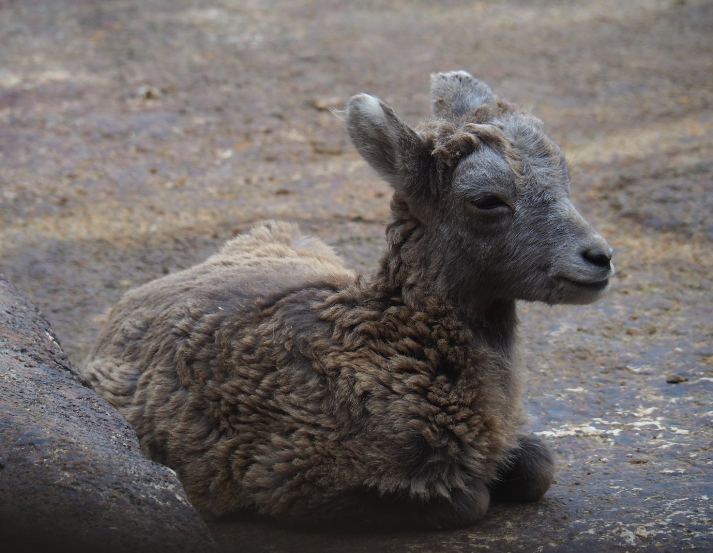 California bighorn sheep (Ovis canadensis californiana) lamb (Sep 16th, 2018)