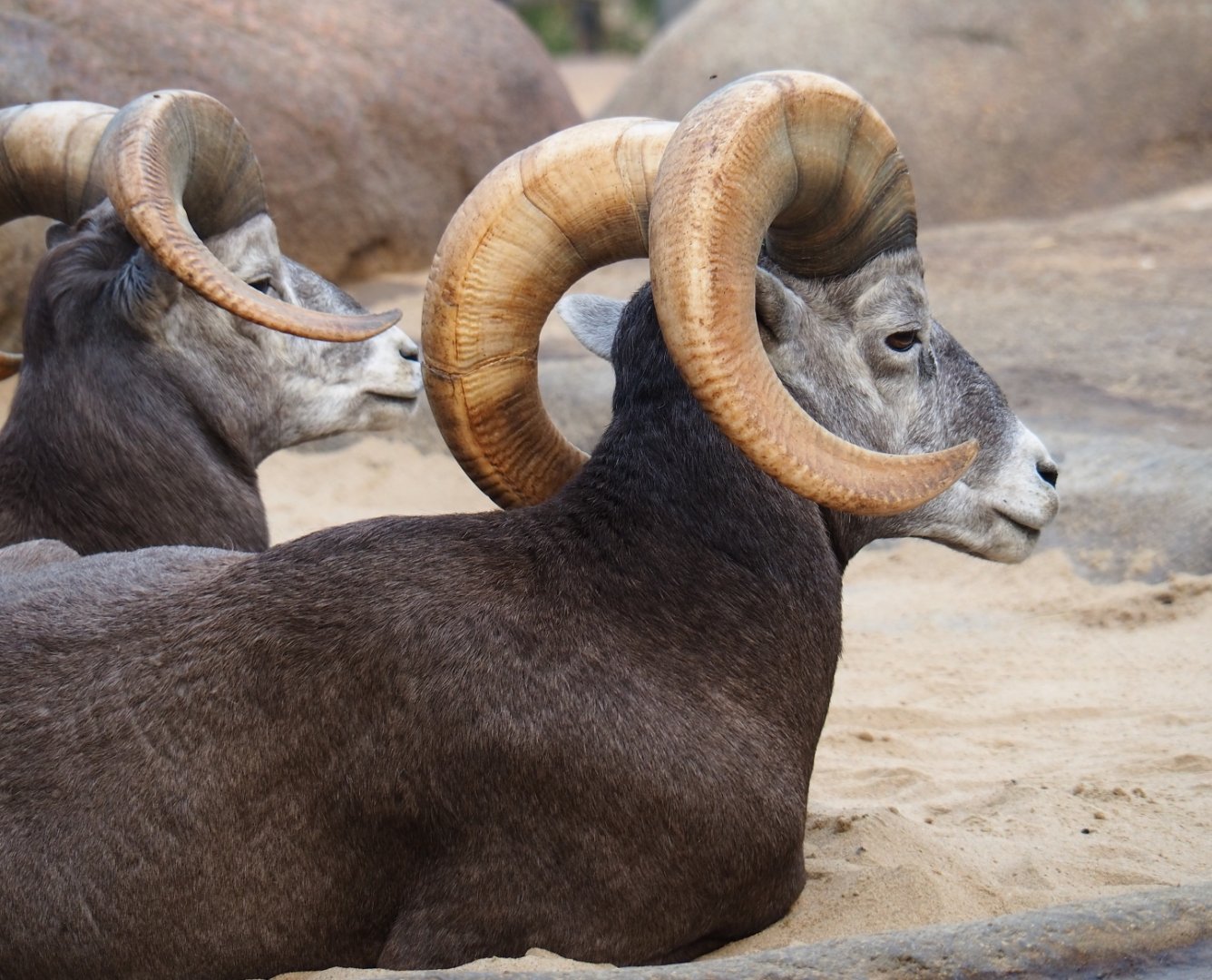 California bighorn sheep (Ovis canadensis californiana) ram (Sep 16th, 2018)