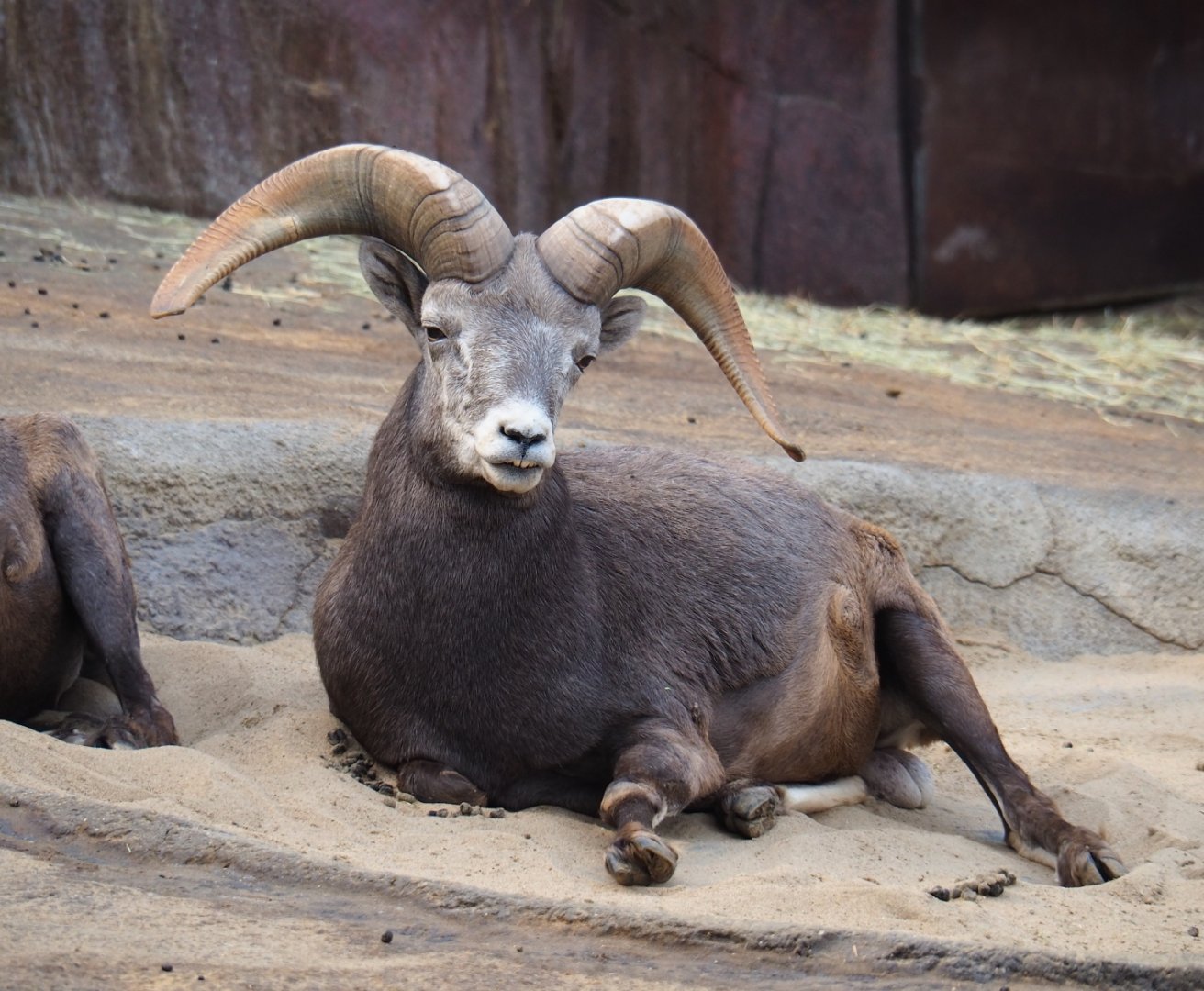 California bighorn sheep (Ovis canadensis californiana) ram (Sep 16th, 2018)