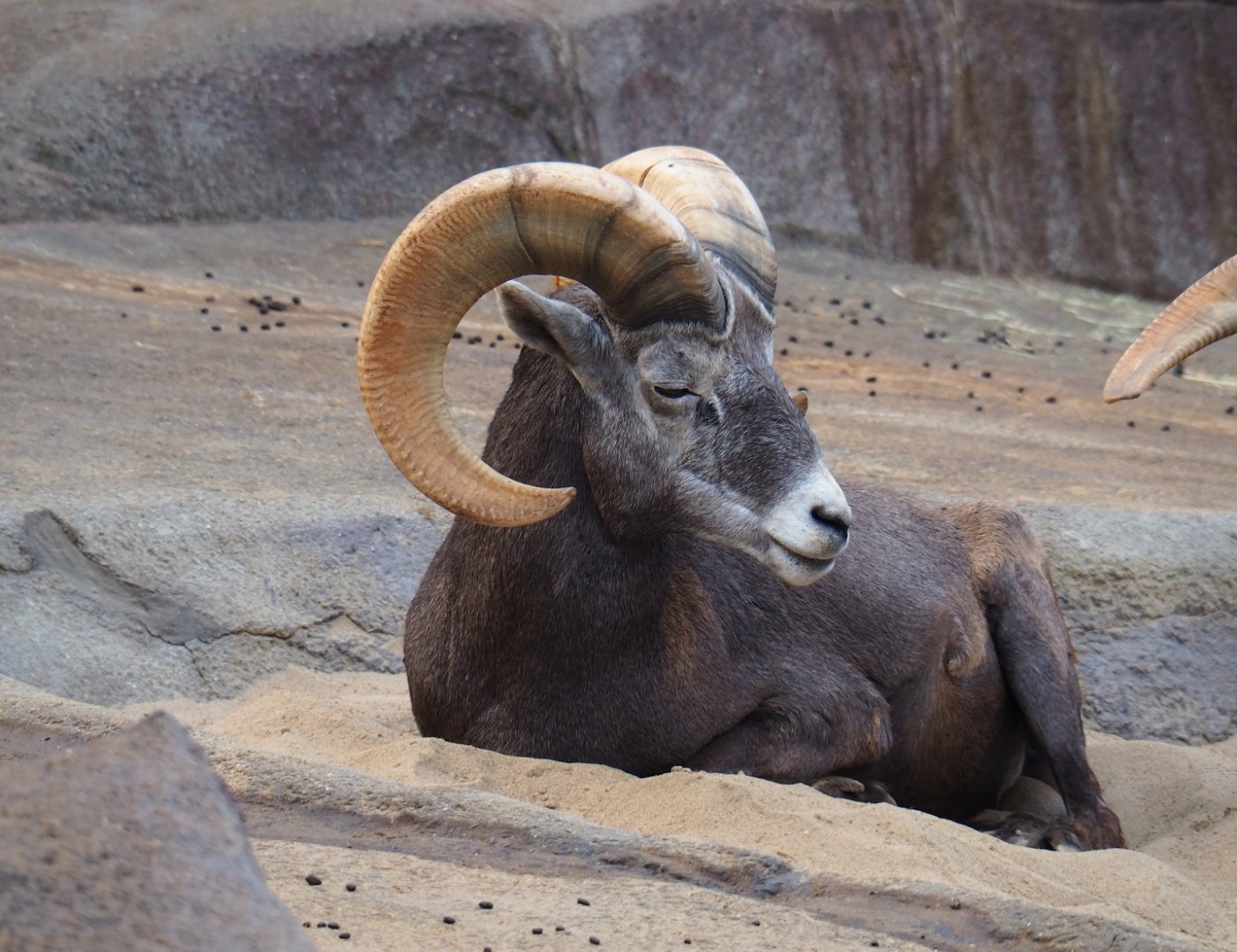 California bighorn sheep (Ovis canadensis californiana) ram (Sep 16th, 2018)