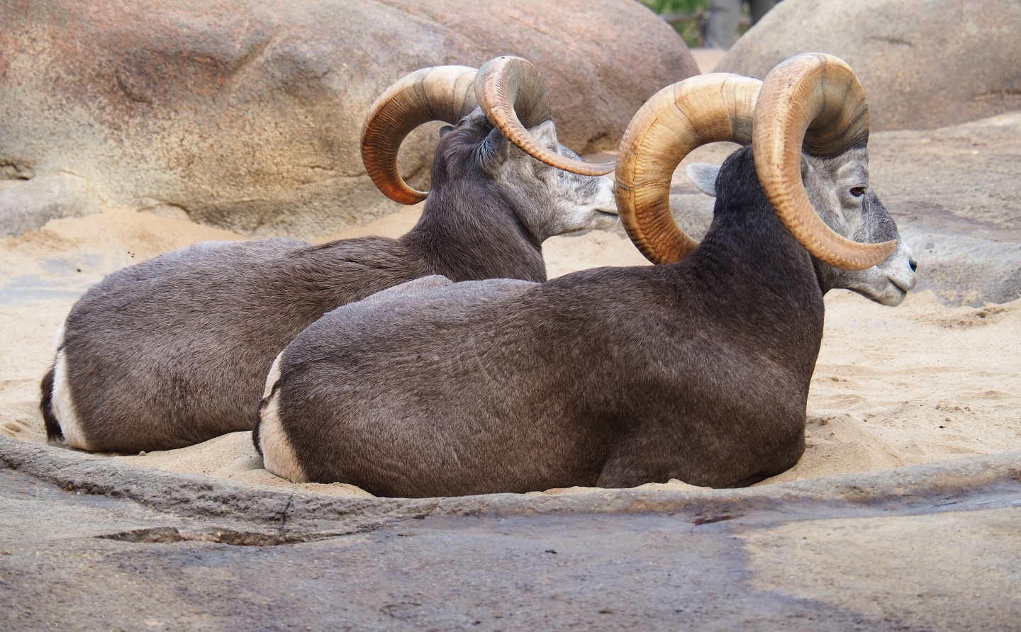 California bighorn sheep (Ovis canadensis californiana) rams (Sep 16th, 2018)
