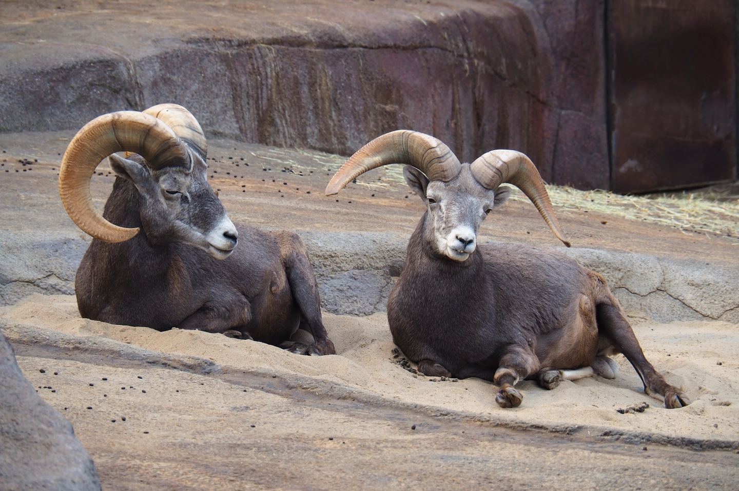 California bighorn sheep (Ovis canadensis californiana) rams (Sep 16th, 2018)
