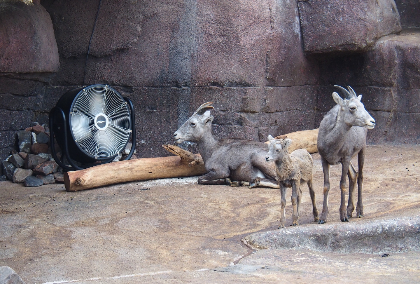 California bighorn sheep (Ovis canadensis californiana) with fan (Sep 16th, 2018)