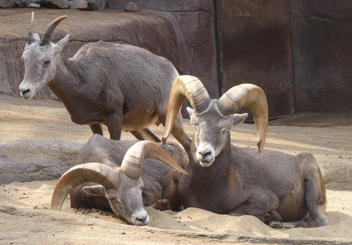 California bighorn sheep (Ovis canadensis californiana)