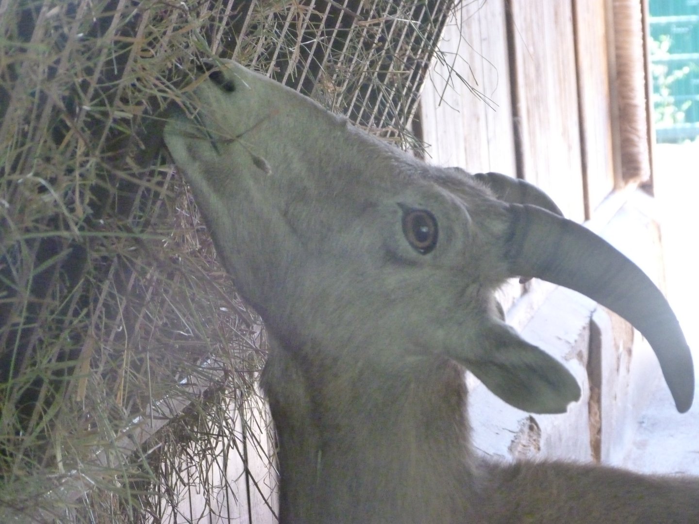 California bighorn sheep -Zoo Plzeň (2025)