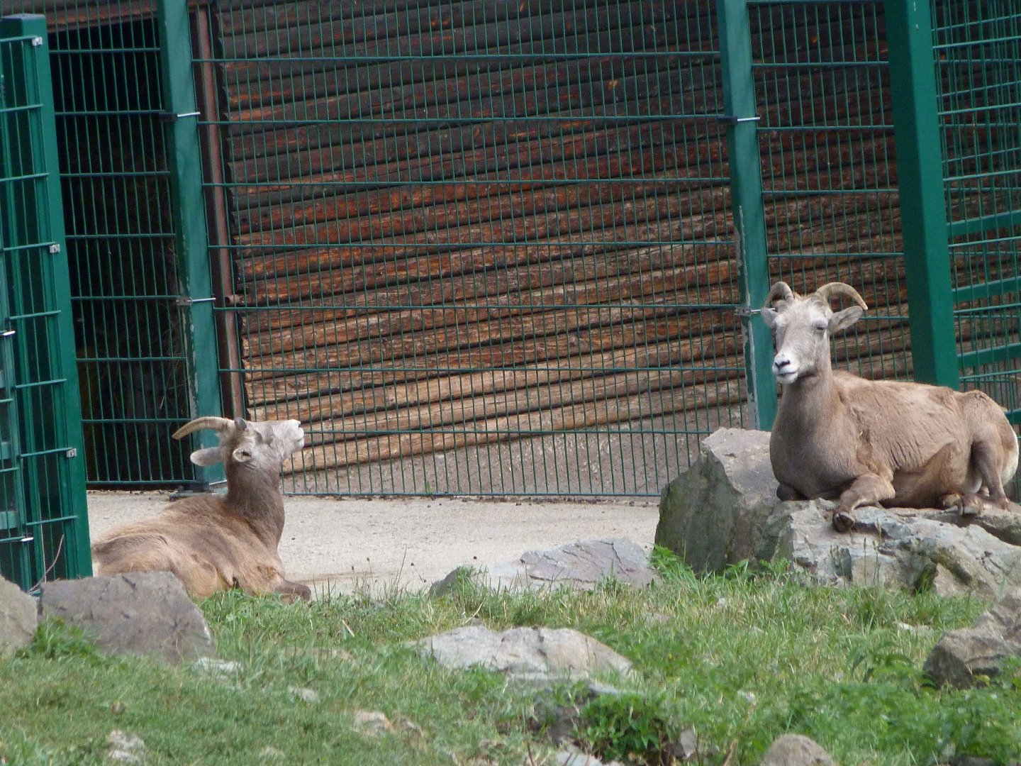 California bighorn sheep -Zoo Plzeň (2025)