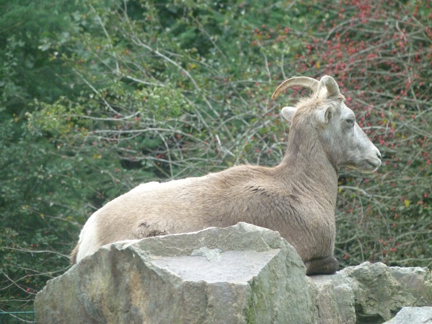 California bighorn sheep -Zoo Plzeň (2025)