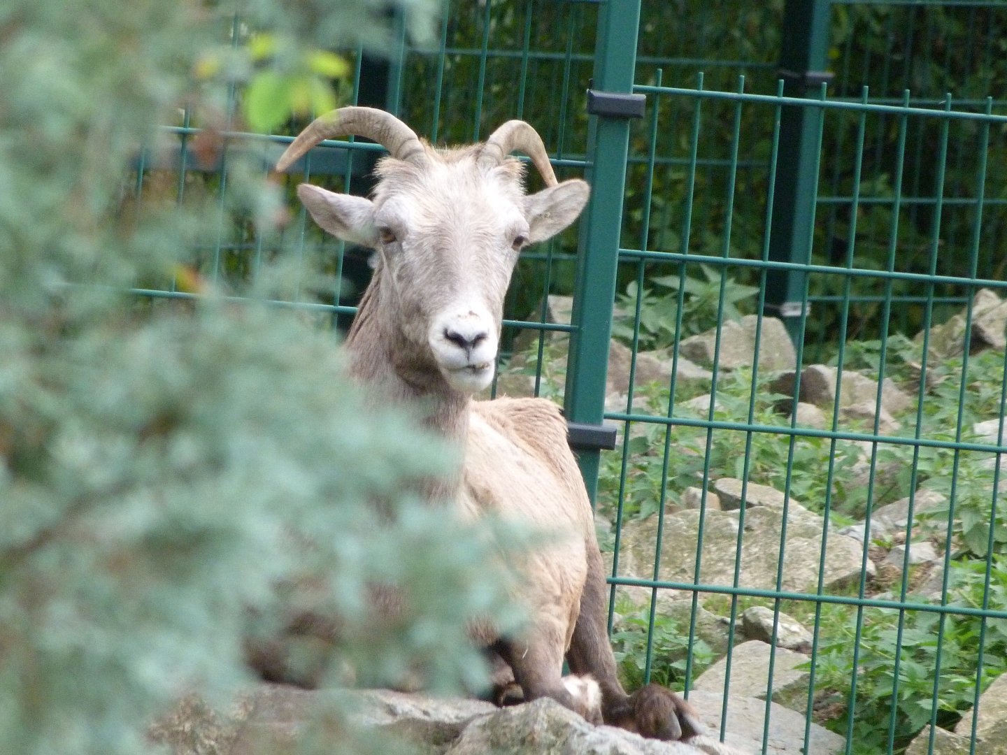 California bighorn sheep -Zoo Plzeň (2025)