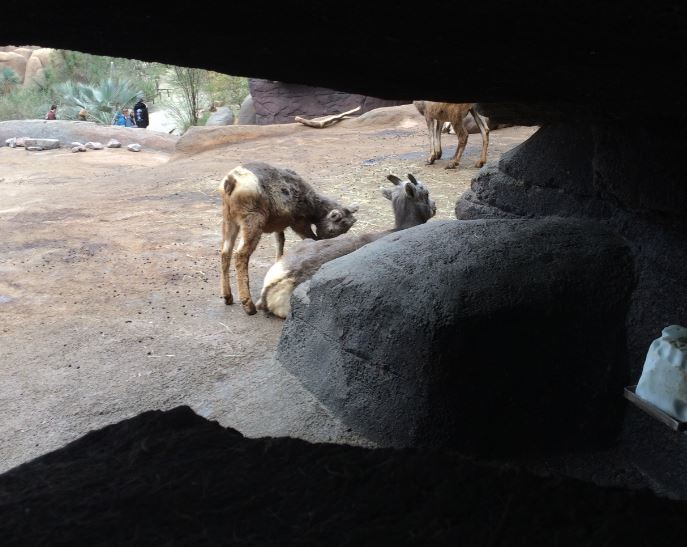 California bighorn sheep