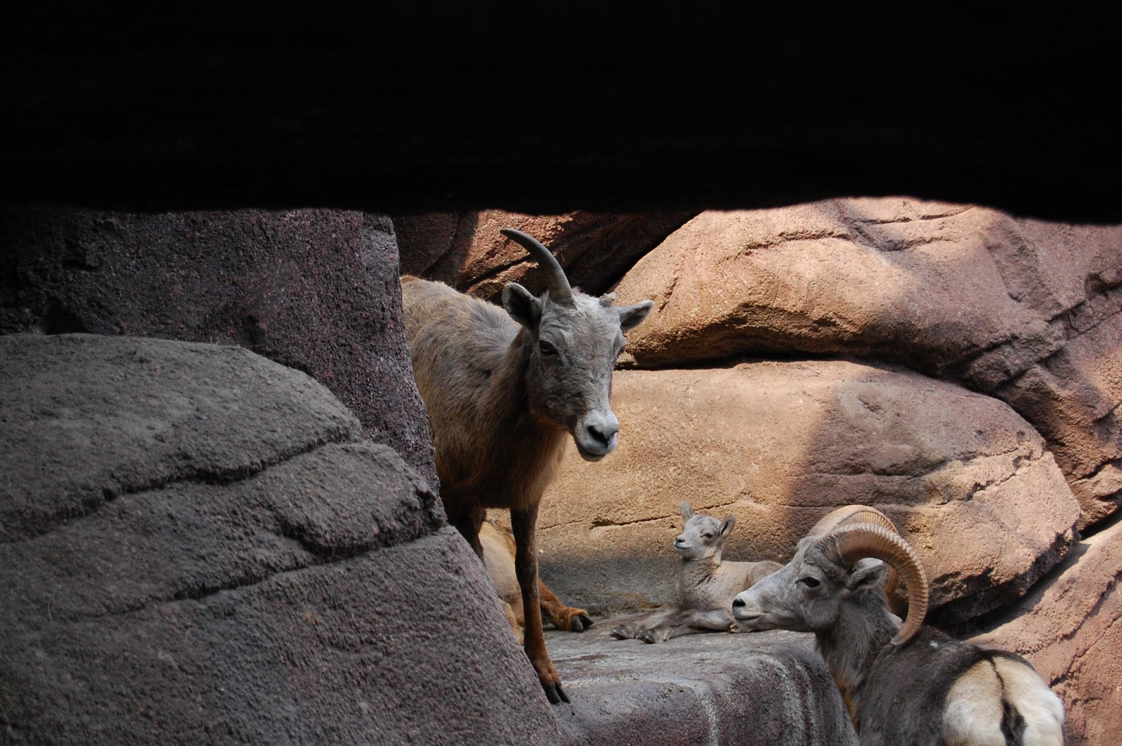 California Bighorn Sheep