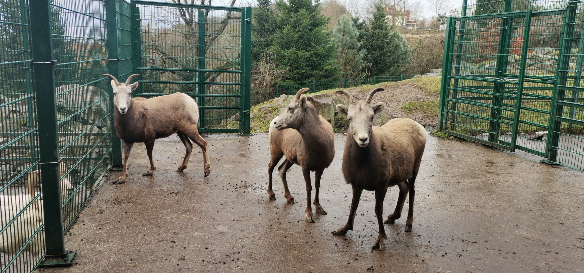 California Bighorn Sheep