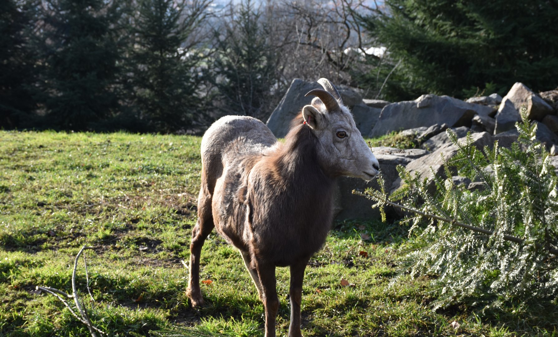 California bighorn sheep
