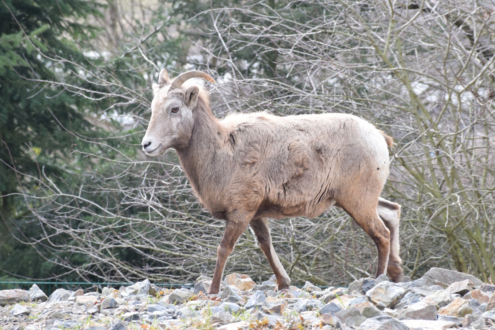 California bighorn sheep