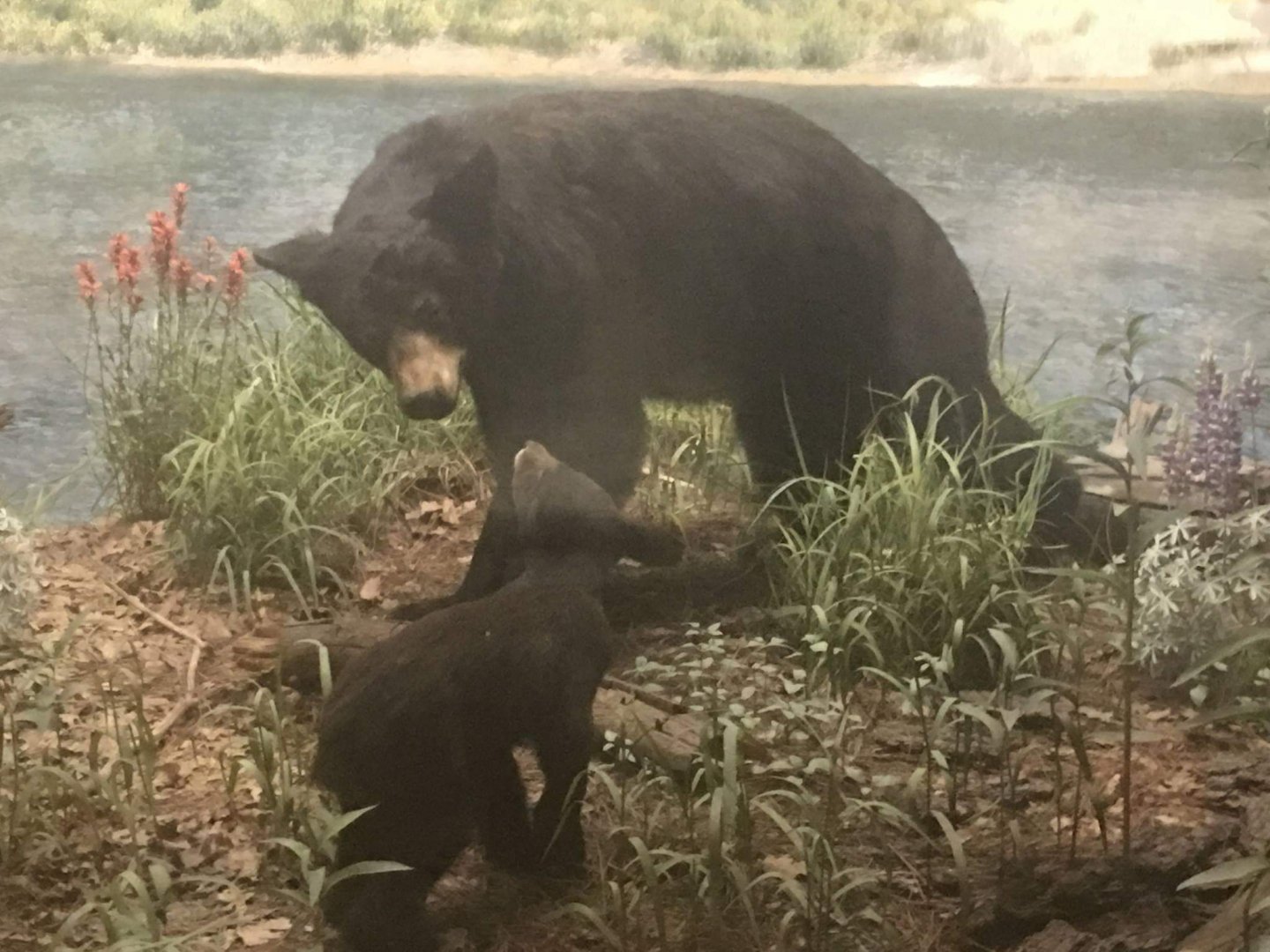 California black bear (Ursus americanus californiensis)