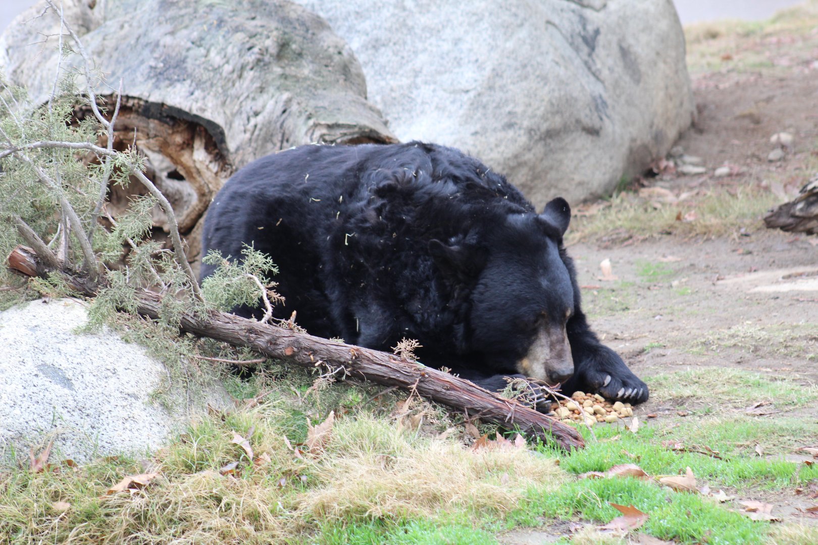 California Black Bear
