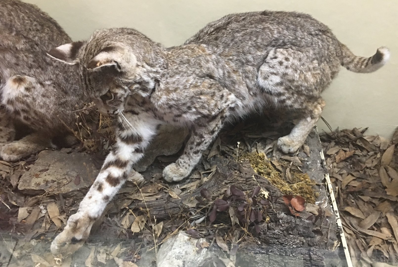 California bobcat (Lynx rufus californicus)