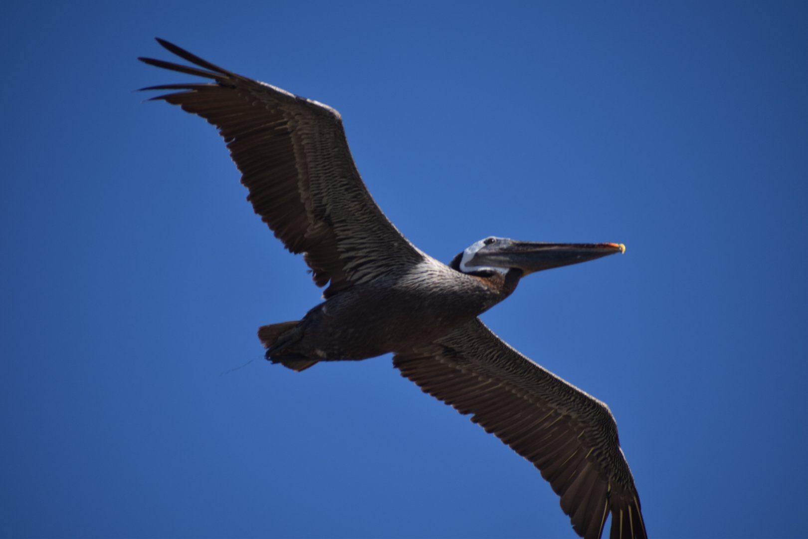 California Brown Pelican (Pelecanus occidentalis californicus)