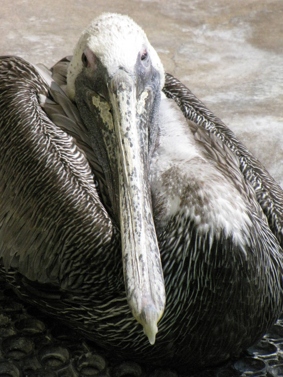 California Brown Pelican