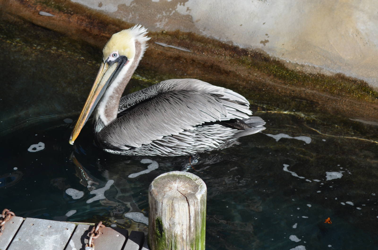 California Brown Pelican