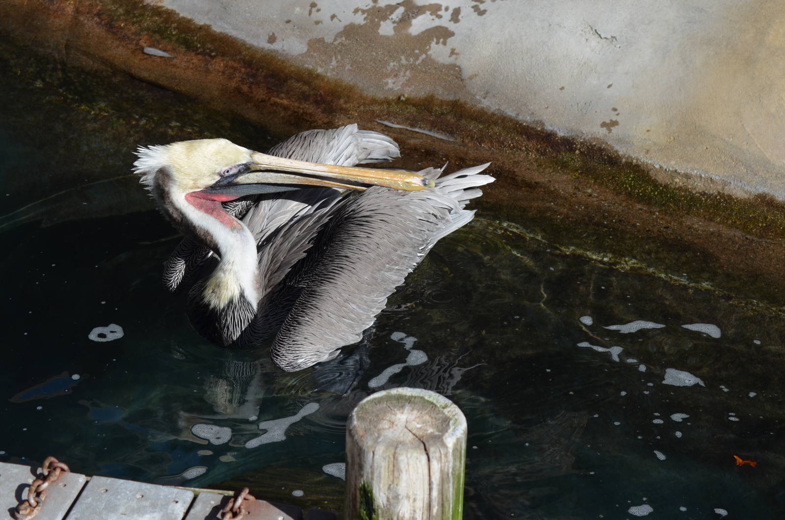 California Brown Pelican
