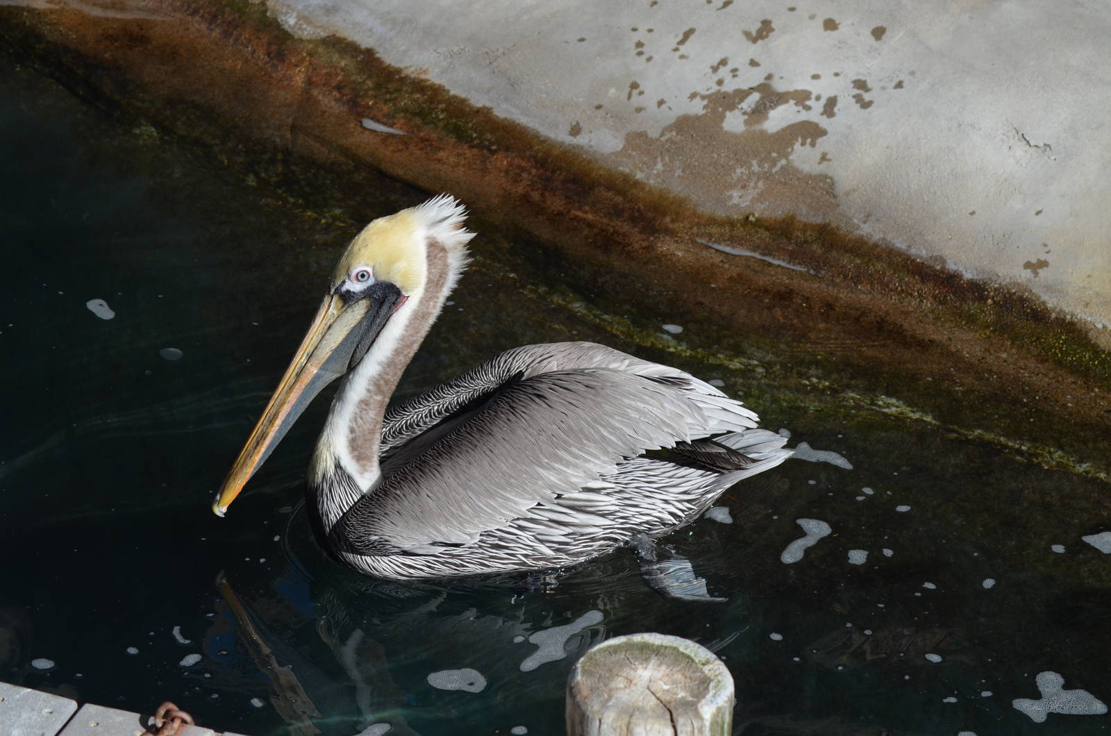 California Brown Pelican