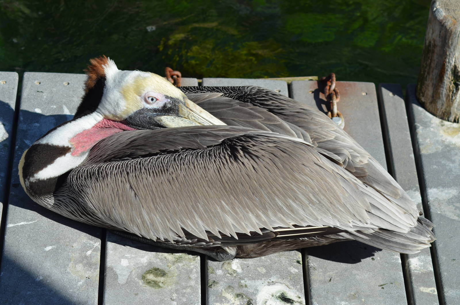 California Brown Pelican