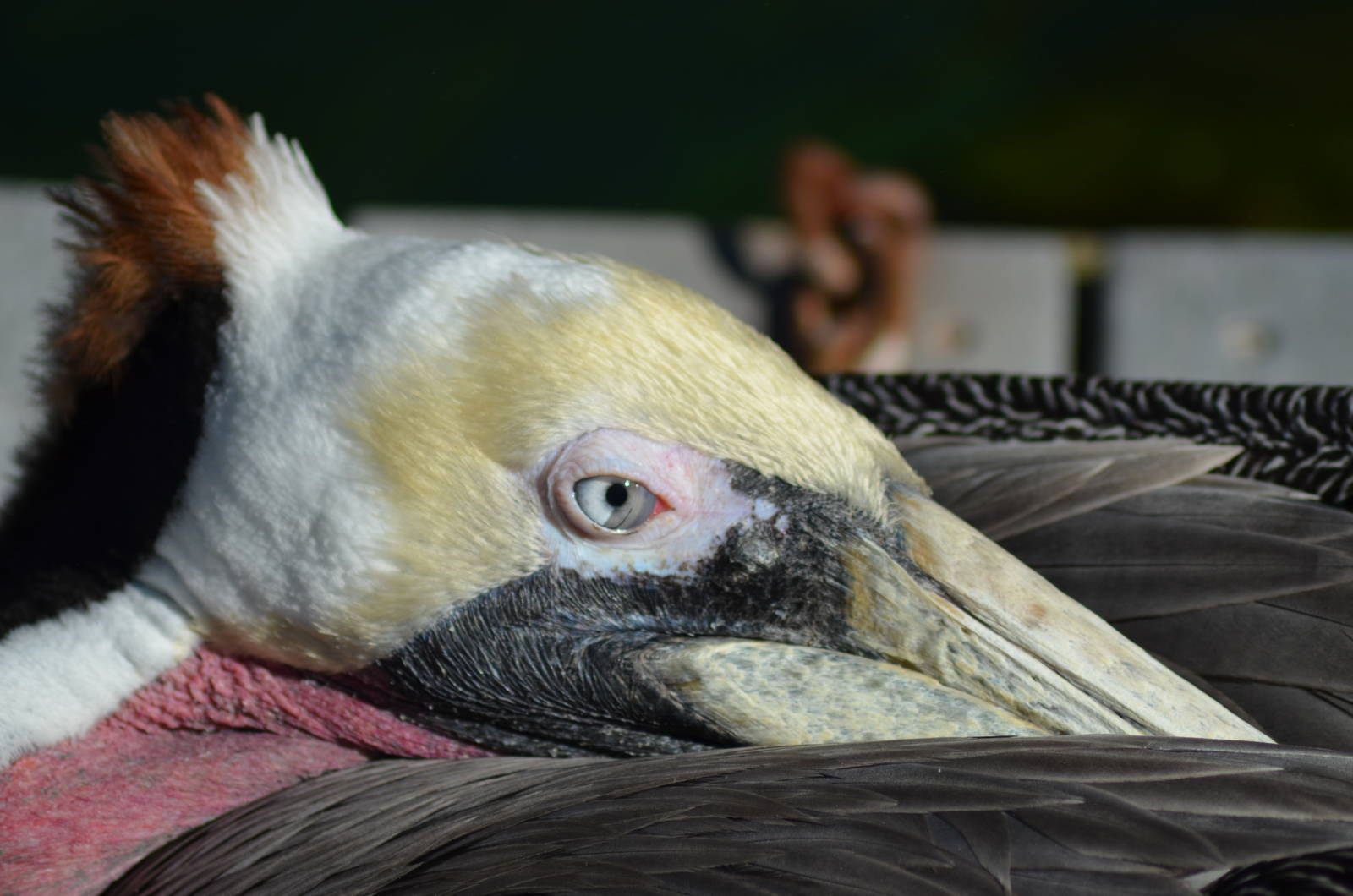 California Brown Pelican
