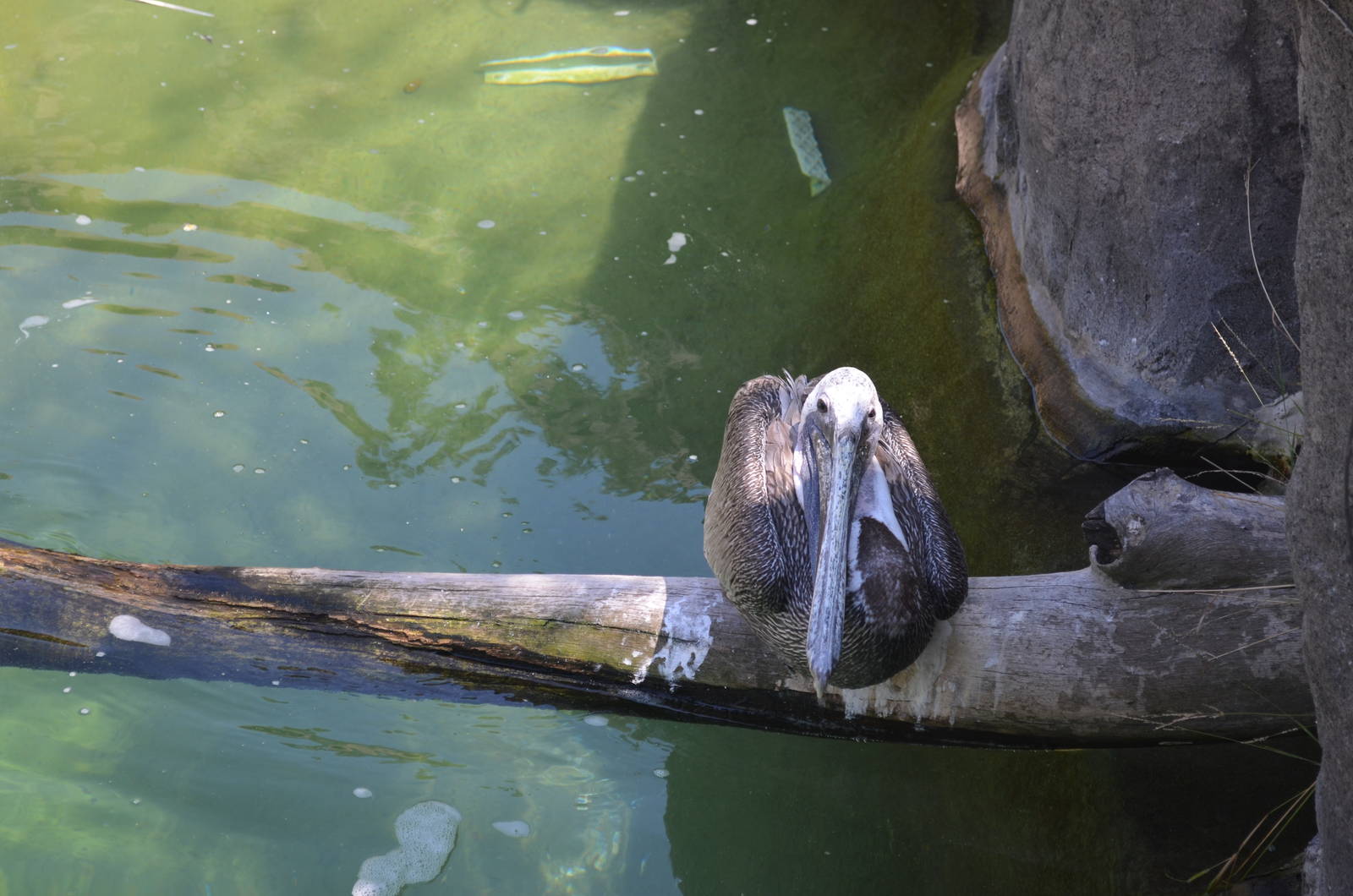 California Brown Pelican