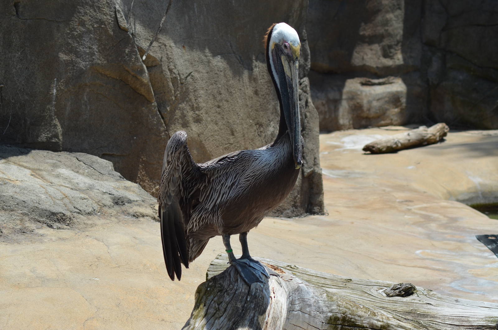 California Brown Pelican