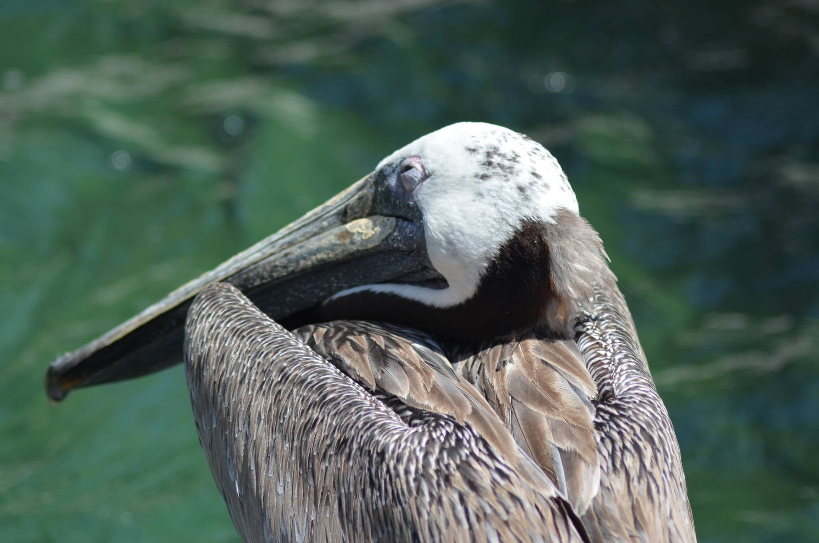 California Brown Pelican