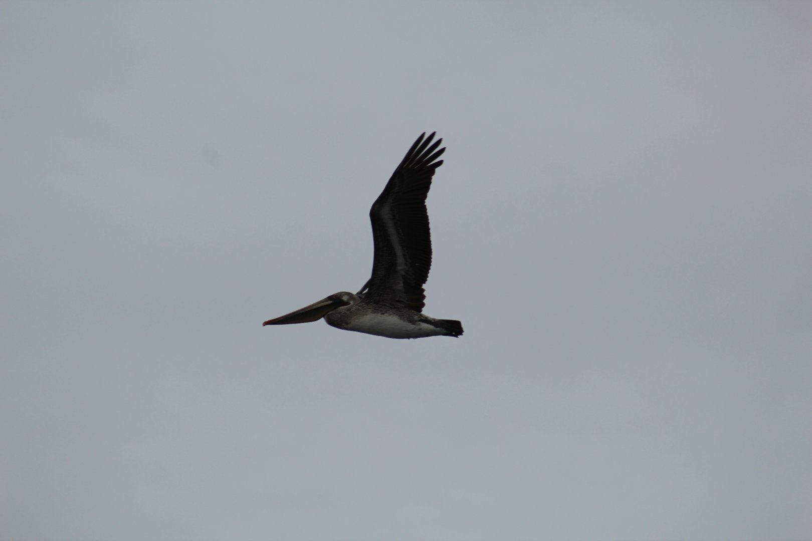 California Brown Pelican