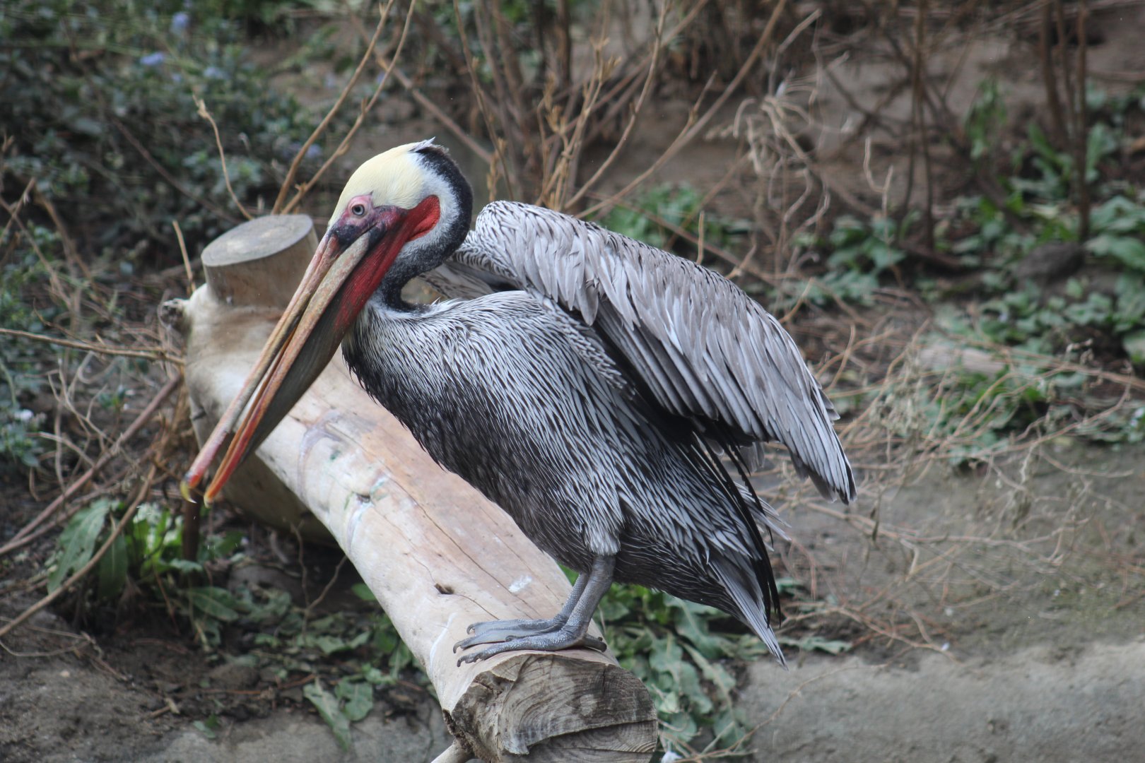 California Brown Pelican