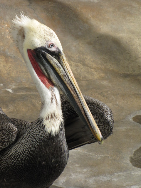 California Brown Pelican