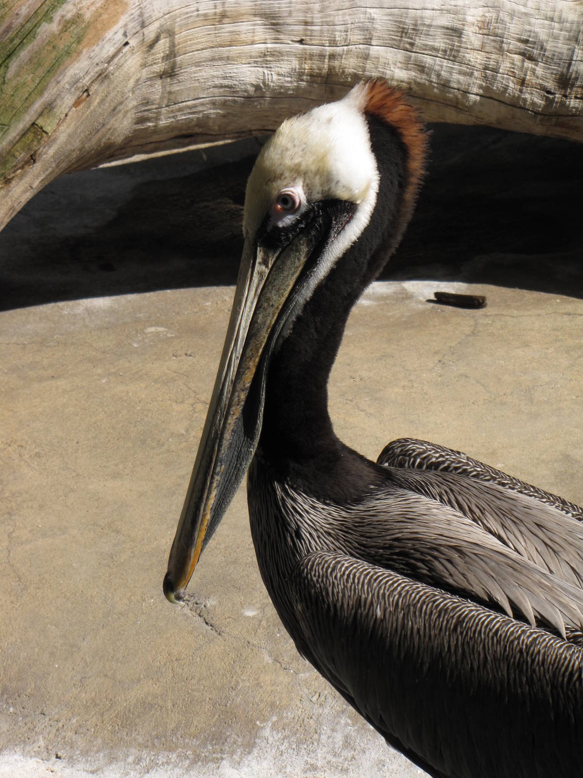 California Brown Pelican