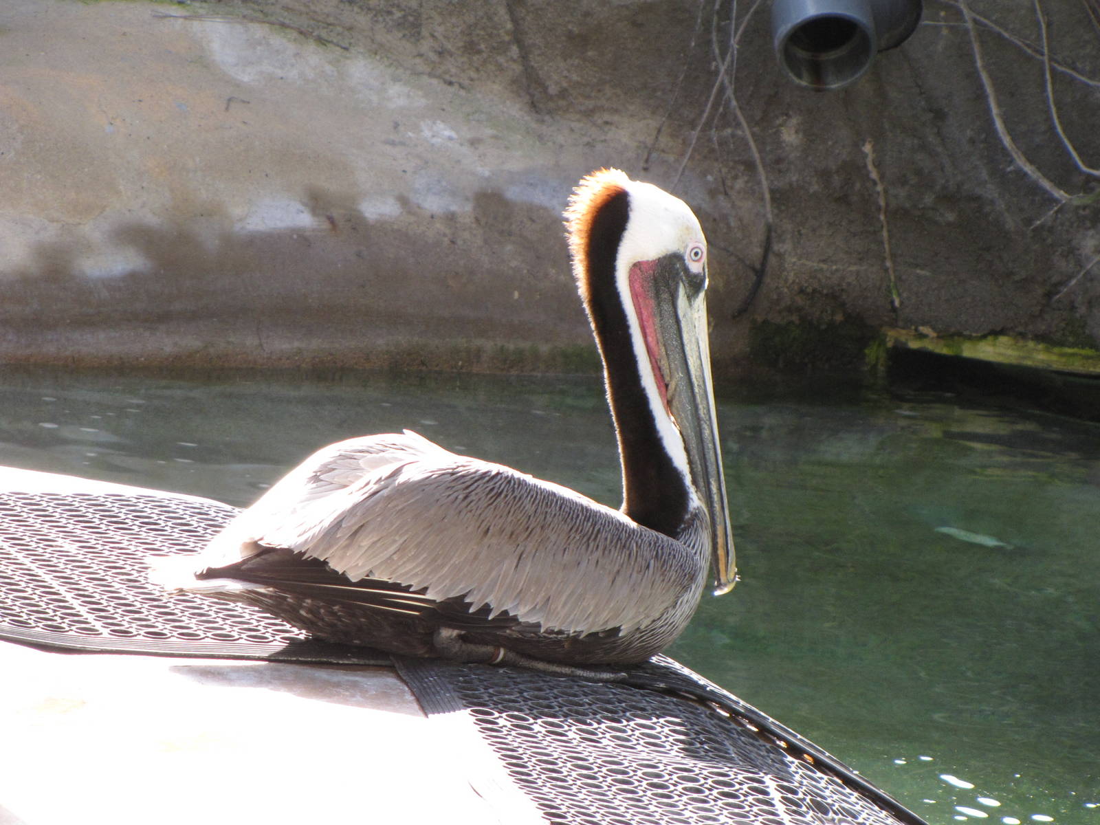 California Brown Pelican