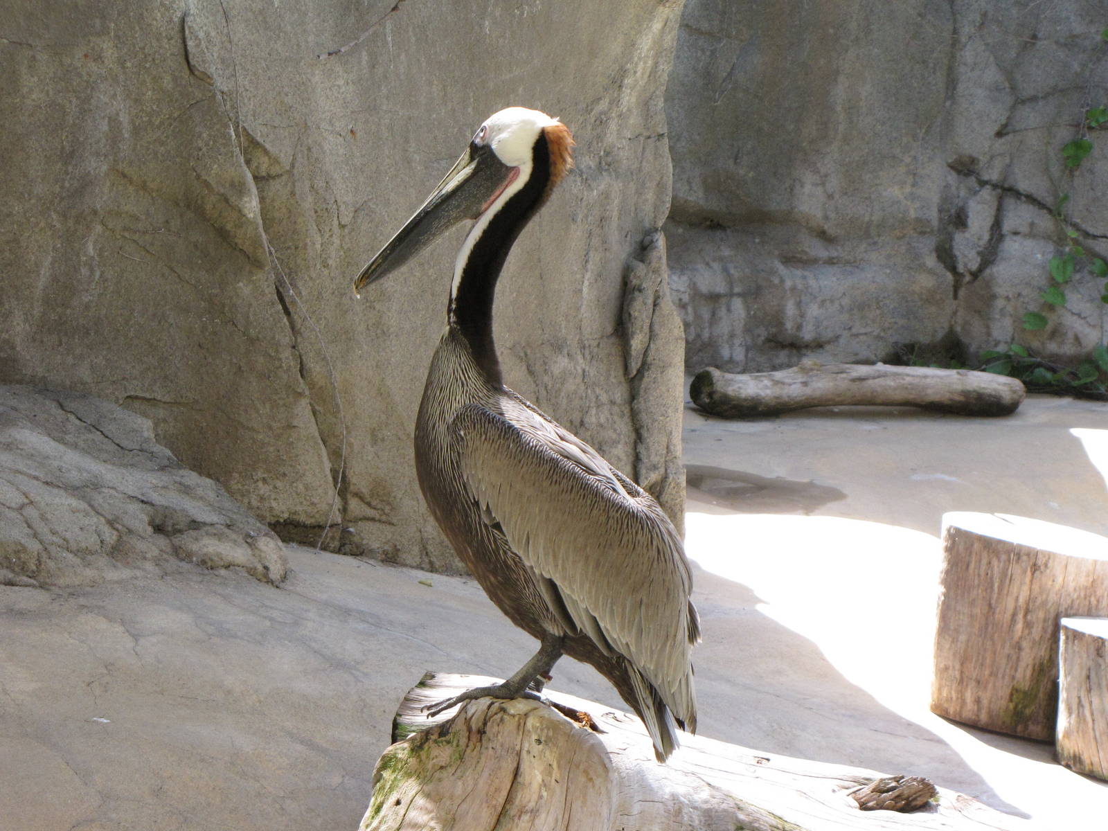 California Brown Pelican